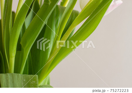 Green stalks of tulips close-up with water splashes Green stalks of tulips close-up with water splashes 75272223