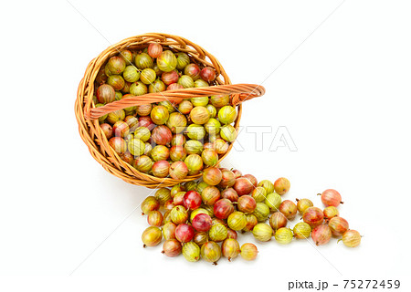 Gooseberries in wicker basket isolated on white 75272459