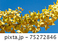 イチョウと青空 75272846