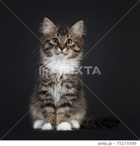 Siberian kitten on black background Siberian kitten on black background 75273300