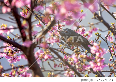 ひよどり　(河津桜　3月) 75274173