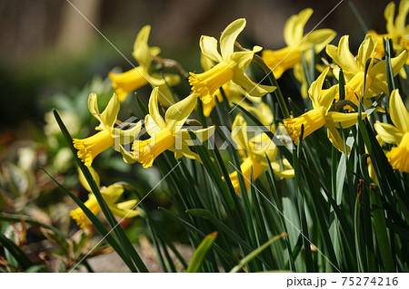 3月 調布901スイセン(水仙)・ヒガンバナ科・京王フローラルガーデンアンジェ 3月 調布901スイセン(水仙)・ヒガンバナ科・京王フローラルガーデンアンジェ 75274216