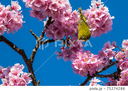 松田町松田山 満開の河津桜とメジロ の写真素材