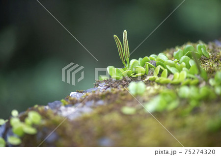 マメヅタ 75274320