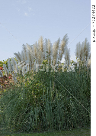このホウキのような植物はパンパスグラス シロガネヨシ です の写真素材
