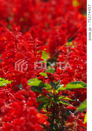 赤いサルビアの花が咲いています。学名はSalvia splendensです。 75274457