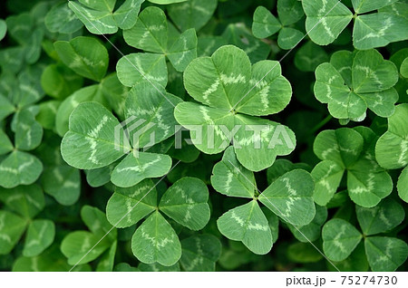 四つ葉のクローバーとテントウムシ 四つ葉のクローバーとテントウムシ 75274730