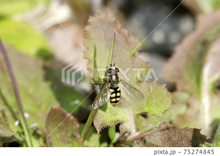 フタホシヒラタアブ 75274845