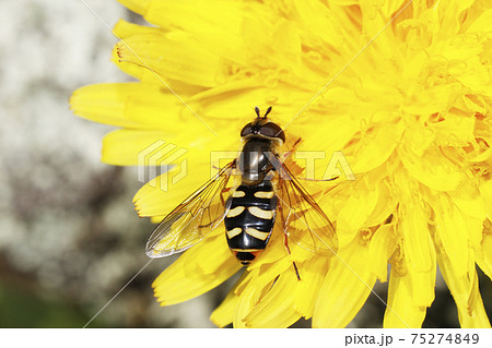 フタホシヒラタアブとセイヨウタンポポ 75274849
