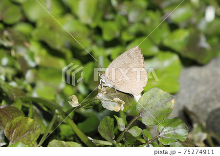 ムラサキシジミ 75274911