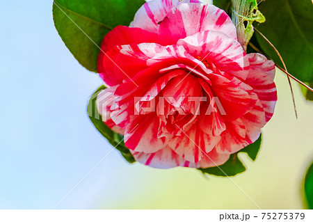 ツバキ（菊更紗） 75275379