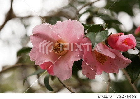 ツバキ Camellia ツバキ Camellia 75276408