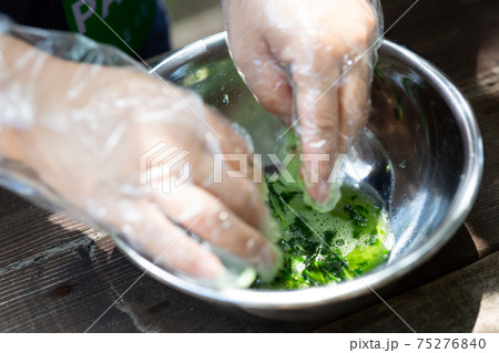 藍の葉からハンカチを染める 75276840