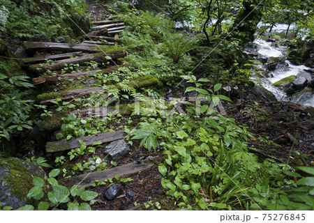 北アルプスの島々谷登山道(長野県) 北アルプスの島々谷登山道(長野県) 75276845
