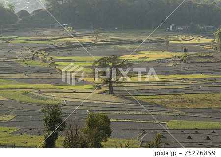 山村の複雑に区分けされた農地（ネパール） 75276859