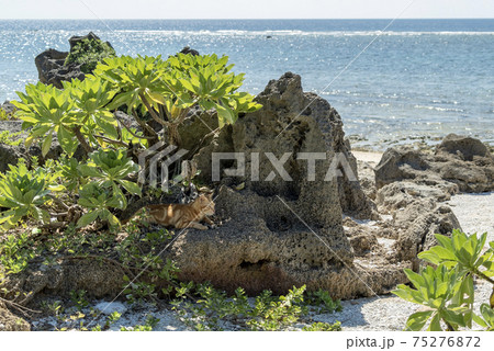 海岸で涼を取る猫（沖縄県久高島） 75276872