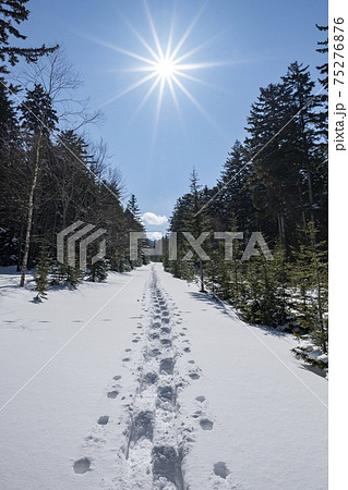 雪道についた足跡（北海道） 75276876