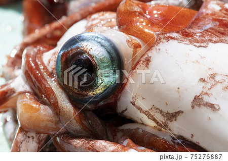 イカの目玉 イカの目玉 75276887