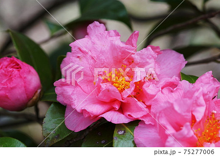 ツバキ Camellia japonica ツバキ Camellia japonica 75277006