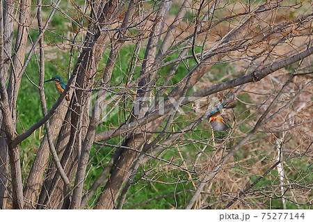埼玉県比企郡川島町の白鳥飛来地　2羽のカワセミ 75277144