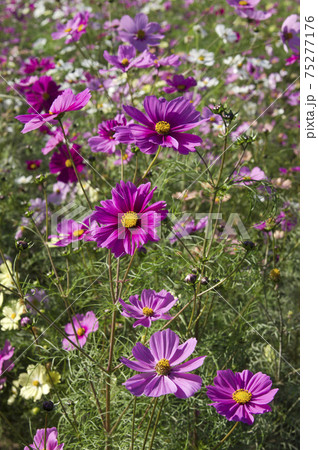 コスモス畑にコスモスの花が咲いています。　 75277176