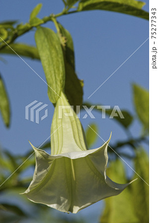 キダチチョウセンアサガオの花が咲いています 学名はbrugmansiaです の写真素材