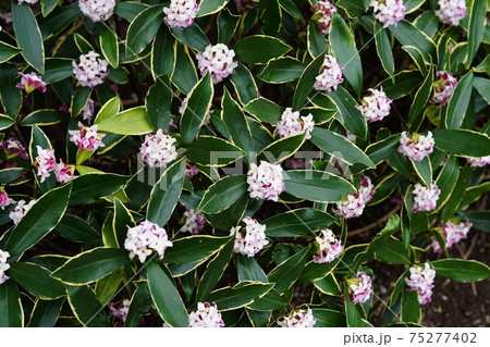 ジンチョウゲ Winter Daphne ジンチョウゲ Winter Daphne 75277402