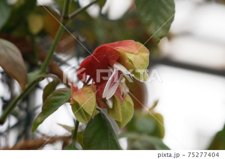 コエビソウ Justicia brandegeeana コエビソウ Justicia brandegeeana 75277404