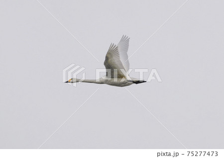 白鳥の飛翔（小雪舞う明科御宝田遊水池上空） 75277473