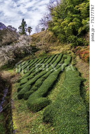 梅花咲く茶畑と南天 75277767