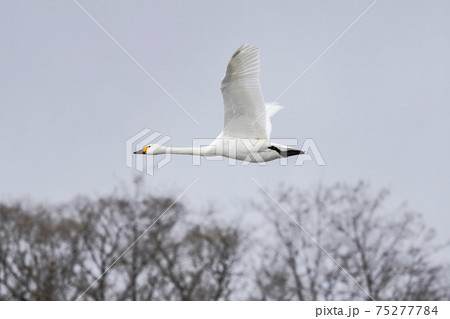白鳥の飛翔（小雪舞う明科御宝田遊水池上空） 75277784