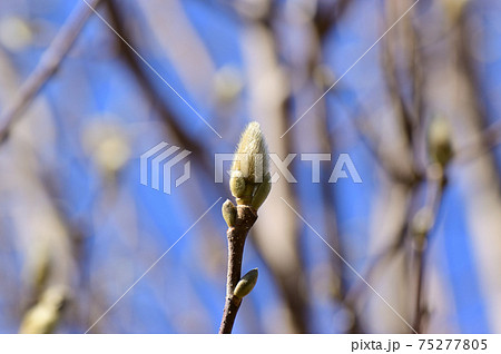 モフモフ木蓮の蕾の写真素材