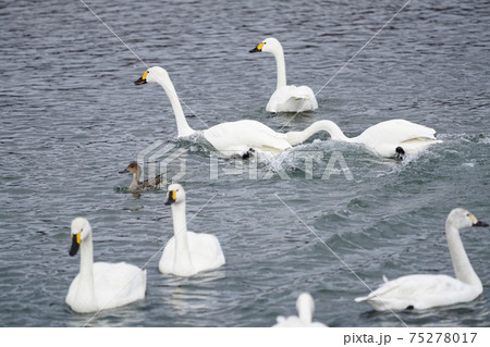 追いかける白鳥(小雪舞う明科御宝田遊水池) 追いかける白鳥(小雪舞う明科御宝田遊水池) 75278017