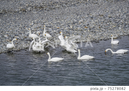 縄張り争いか？大騒ぎする白鳥（小雪舞う明科御宝田遊水池） 75278082