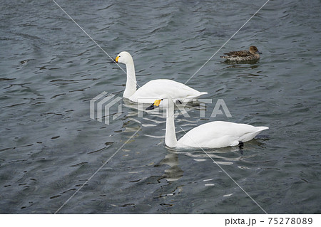 仲良し白鳥（小雪舞う明科御宝田遊水池） 75278089