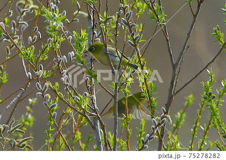 埼玉県比企郡川島町越辺川のメジロ 75278282