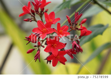 南洋桜 ヤトロファ Peregrina 南洋桜 ヤトロファ Peregrina 75278599