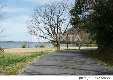鳥取　四季の散歩　春　青島 75278659