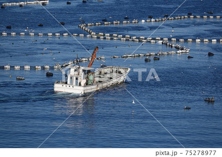 柏島のマグロの養殖場 柏島のマグロの養殖場 75278977