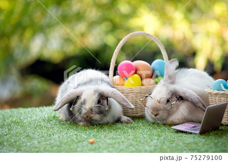 Two black and white young adorable bunny with glasses sitting on grass field with easter egg 75279100