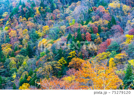 福島県 紅葉の西吾妻スカイバレーの写真素材