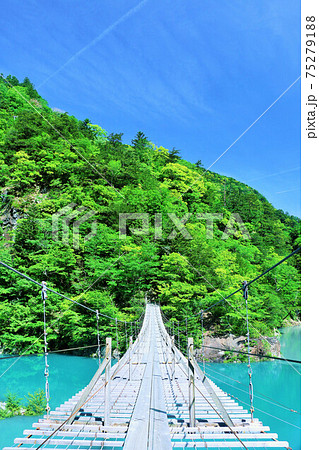 静岡県　初夏の新緑と夢の吊り橋 75279188