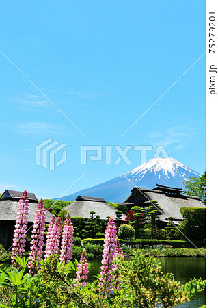 山梨県　初夏の忍野八海 75279201
