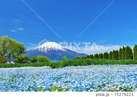 青空とネモフィラ畑　そして富士山 75279221
