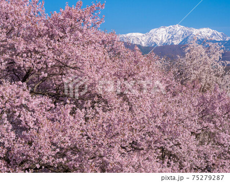 4月長野・伊那 南アルプスと高遠城址のコヒガンザクラ 4月長野・伊那 南アルプスと高遠城址のコヒガンザクラ 75279287