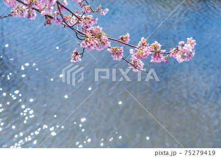 三重県松阪市　水路沿いに咲く笠松河津桜ロード 75279419