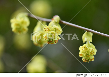 トサミズキの花 75279466