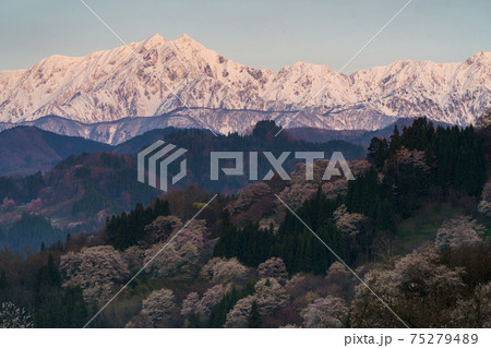 二反田の桜と北アルプス 信州小川村の写真素材