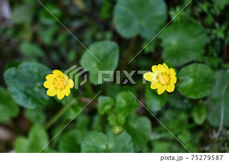 ヒメリュウキンカ 姫立金花 の花の写真素材