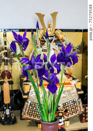 鎧兜の前に飾られてるアヤメの花 75279588
